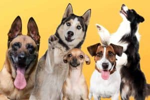 die-hundezeitung-top-10-der-gesuendesten-hunderassen-gesund-krankheit-genetik-erbgut